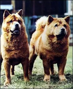 Qulle est cette race de chien ?