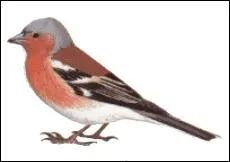 Quel est cet oiseau ?