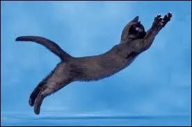 Les chats sont plus souples que les chiens parce...