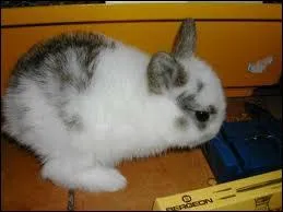 Comment dterminer le sexe d'un lapin ?