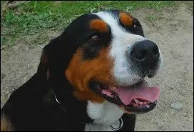 Quel est le mcanisme qui permet  un chien de conserver sa fracheur corporelle ?