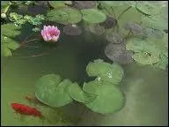 Dans un bassin d'eau extrieur, de quoi un poisson rouge se nourrit-il durant l' hiver ?