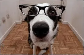 Le chien peut distinguer les couleurs.