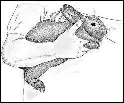 Pour dplacer un lapin, il ne faut jamais le prendre...