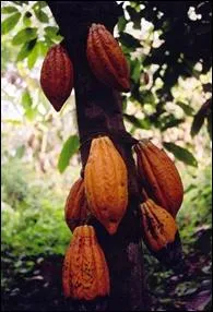 La cabosse, qui ressemble un peu au concombre, est le fruit du :