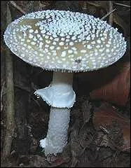 Quelle est cette amanite extrmement toxique ?