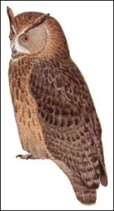 Quel est cet oiseau ?