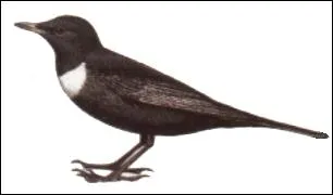 Quel est cet oiseau ?