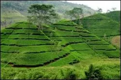 Le Sri Lanka se trouve :