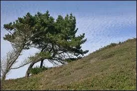 'Il est bon de suivre sa pente pourvu que ce soit en montant. '