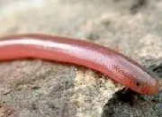 Quiz Serpents 3