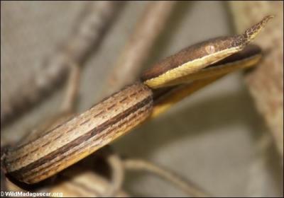 Quel est ce serpent ? ( C'est une espce endemique de Madagascar)