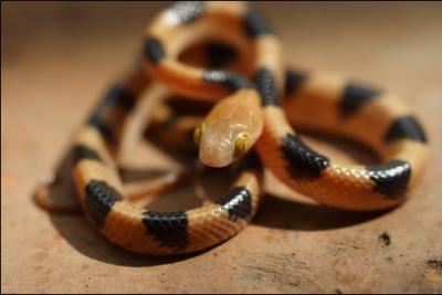 Quel est ce serpent ? ( Apell aussi 'couleuvre chat')