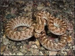 Quel est ce serpent ? ( son nom est un instrument)