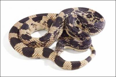 Quel est ce serpent ? ( il vit dans les arbres... )