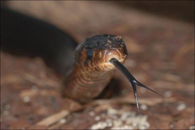 Quel est ce serpent ? ( il porte sa couleur dans son nom)
