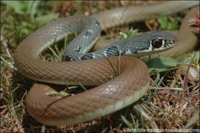 Quel est ce serpent ? (elle vit en Grce, mais son nom ne le dit pas)