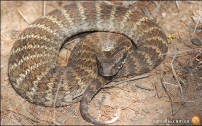 Quel est ce serpent ? ( comme son nom l'indique elle est trs dangereuse)