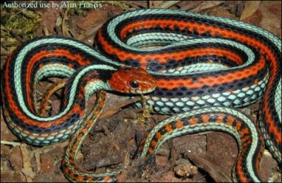 Quel est ce serpent ? (elle ne comporte que 3 des 7 couleurs... )