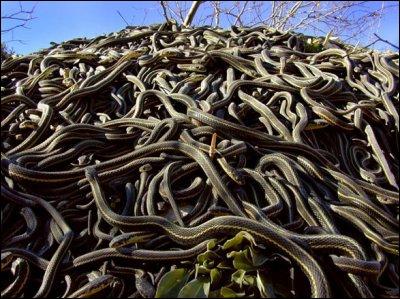 Quel est ce serpent ? ( ce serpent n en groupe)