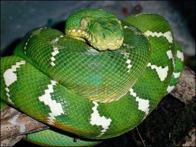 Quel est ce serpent ? (il porte la couleur d'une pierre)