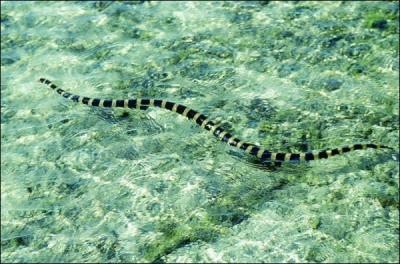 Quel est ce serpent ? ( il vit dans la mer Indo-Pacifique)