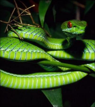 Quel est ce serpent ? ( regarder bien ses yeux... )