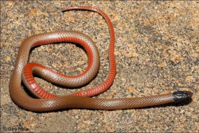 Quel est ce serpent ? ( son nom le dcrit entierement)