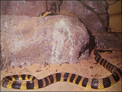 Quel est ce serpent ? ( son nom est peu commun)