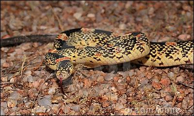 Quel est ce serpent ? ( observer l'avant de sa tte... )