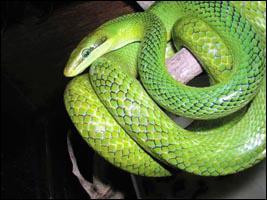 Quel est ce serpent ? (il vit en Asie du Sud)