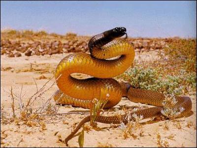 Quel est ce serpent ? ( c'est l'un des serpent les plus dangereux du monde ! )