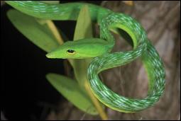 Quel est ce serpent ? ( Sa forme se confond parfaitement avec le feuillage)