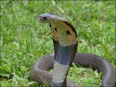 Quel est ce serpent ? ( Comme le symbole sur son dos l'indique)