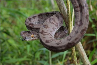 Quel est ce serpent ? (pourtant il n'est pas mangeable=)