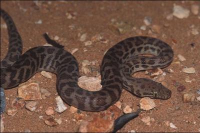 Quel est ce serpent ? (cette espce est endemique d'Australie)