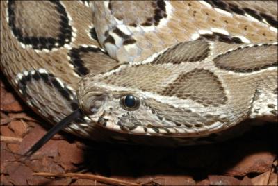 Quel est ce serpent ? ( Celui qui l'a dcouvert lui  donner son nom)