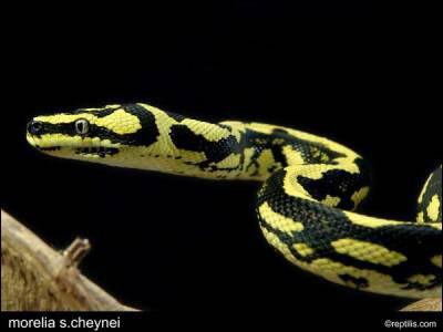 Quel est ce serpent ? ( C'est vrai qu'il possde de beau motifs ! )