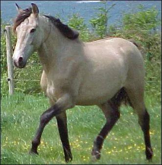 Ce cheval est :