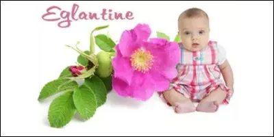 Quelle est la signification du prénom Eglantine, d'origine latine ?