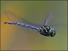 L'arme US veut des drones qui se confondent avec les insectes.