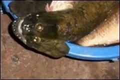 Un poisson  3 yeux dcouvert prs d'une centrale nuclaire en Argentine