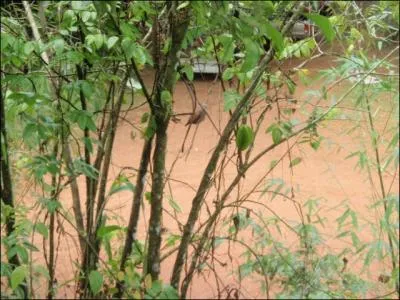 C'est un petit oiseau chanteur trs apprci en Guyane et au Suriname, des concours de chant sont organiss toute l'anne, il s'agit ...