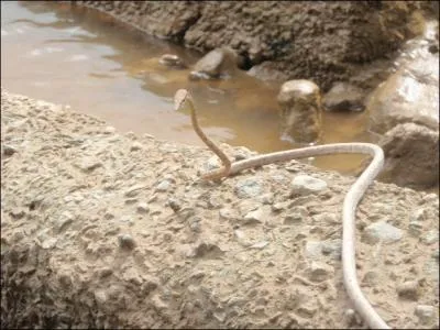 Ce serpent long et fin porte le nom d'un vgtal auquel Tarzan se pendait !