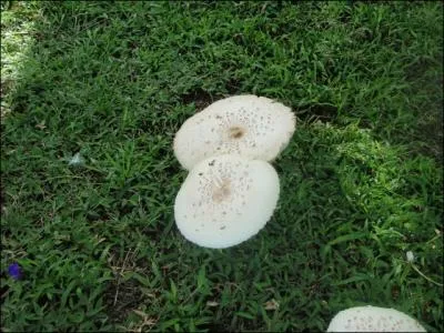 C'est un champignon que l'on trouve en France mais aussi en Guyane !