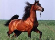 Quiz Les chevaux en images