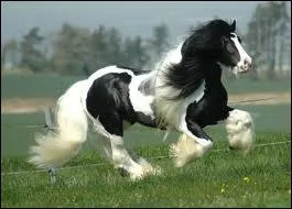 Quelle est la race de ce cheval ?