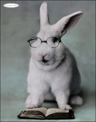 Le lapin voit (sans doute) mieux...