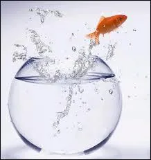 L'idal est de changer l'eau du bocal du(es) poisson(s) rouge(s)... . .