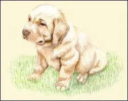 Un chiot commence  tre capable de voir et d'entendre ds l'ge d'(e). .